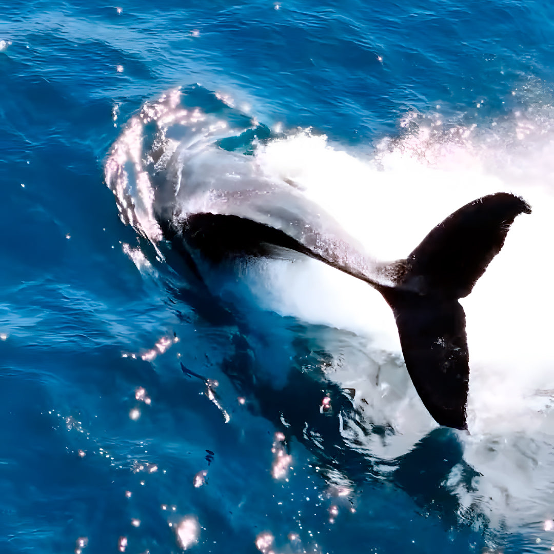 Whale Song Safari Tonga Dive Trip