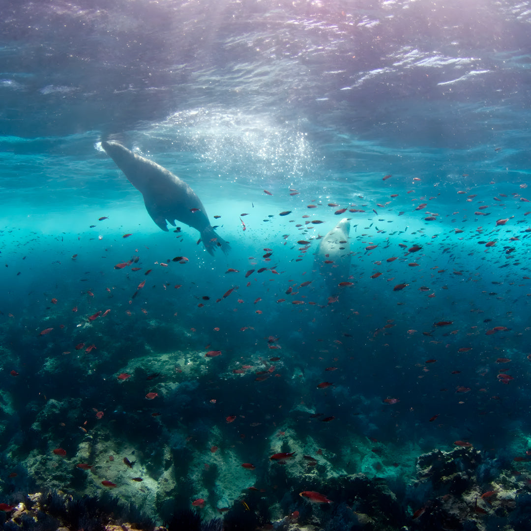 Whale Song Safari Tonga Dive Trip