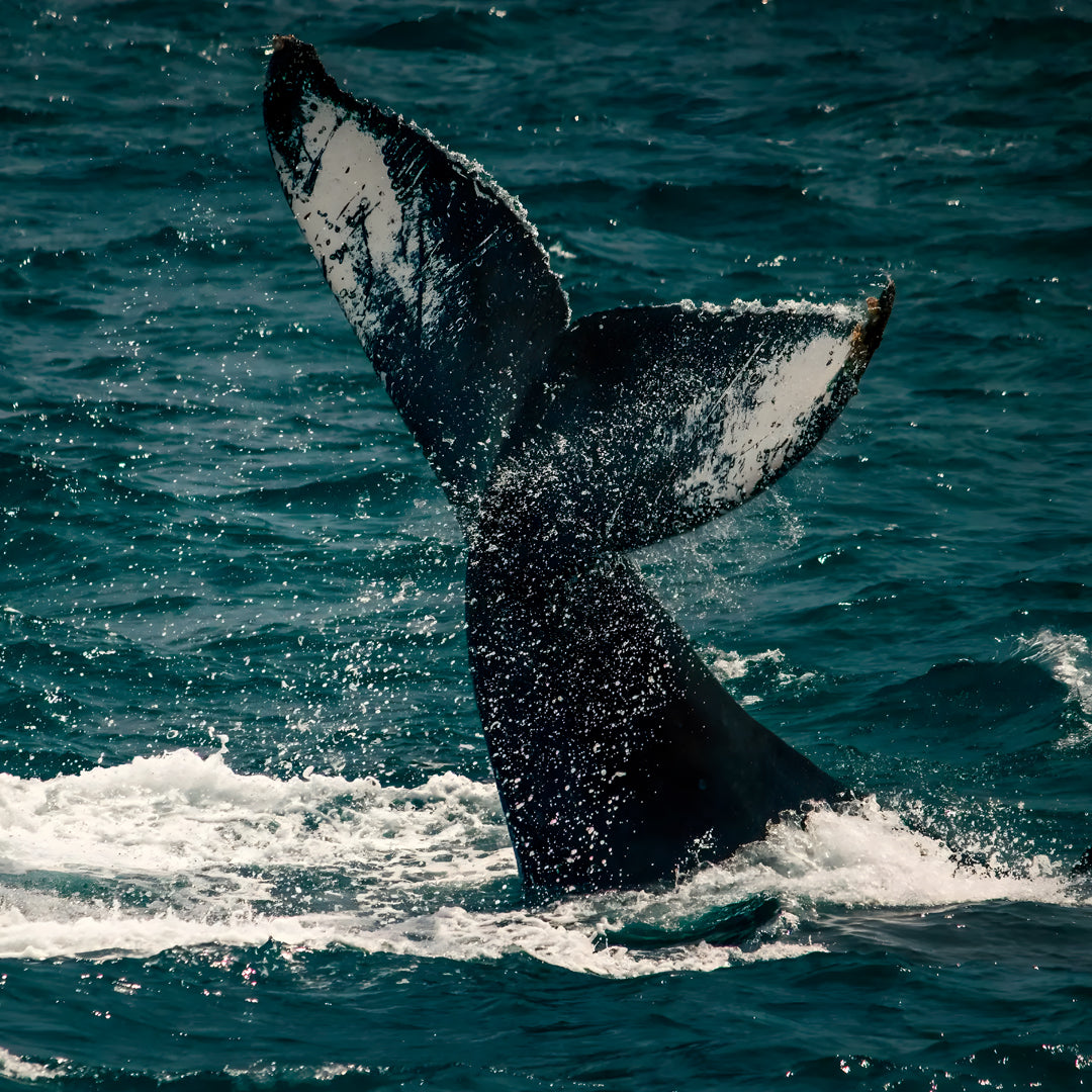 Whale Song Safari Tonga Dive Trip