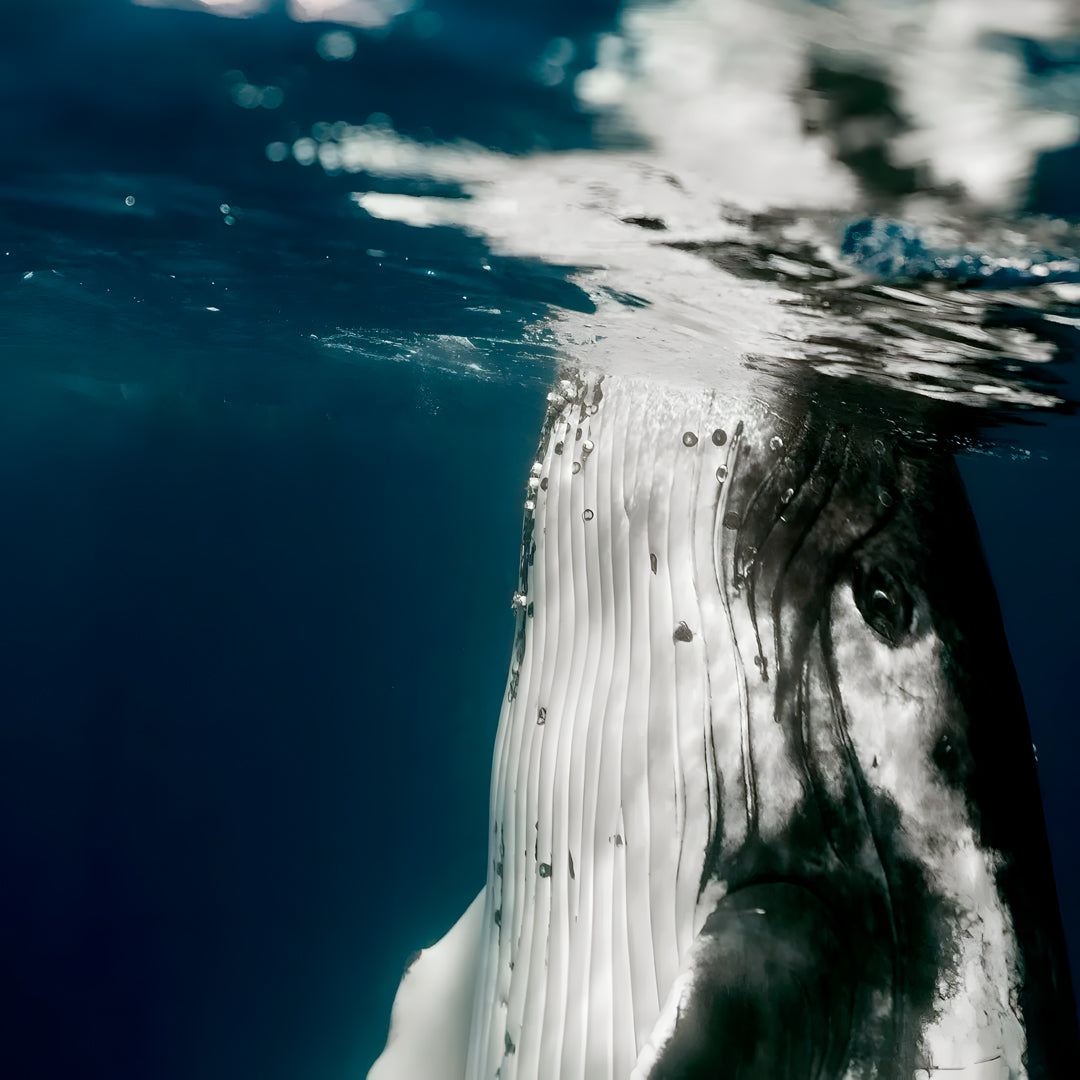Whale Song Safari Tonga Dive Trip