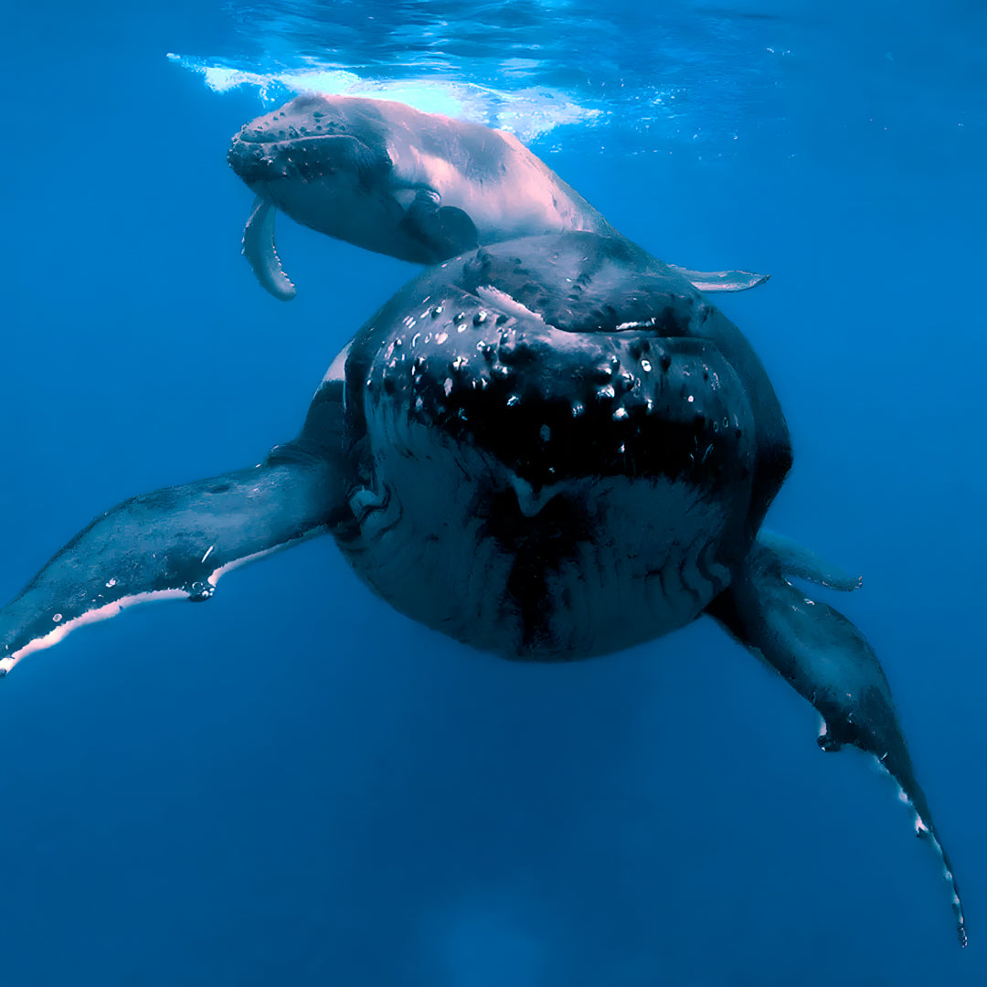 Whale Song Safari Tonga Dive Trip