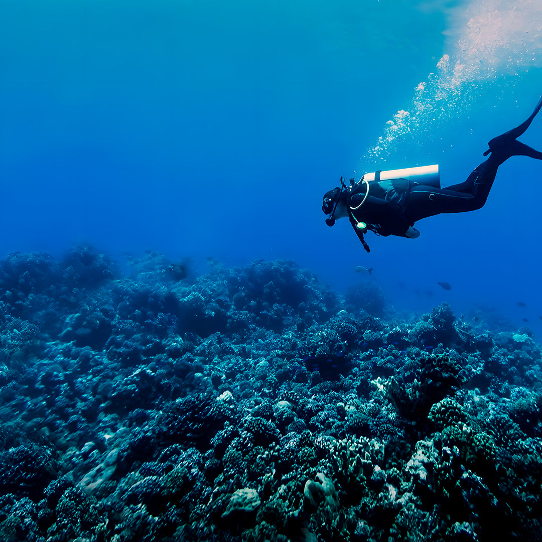 Lembeh Strait Muck Scuba Diving Trip
