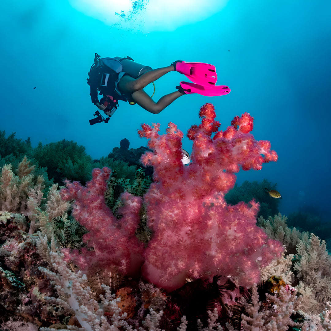 Lembeh Strait Muck Scuba Diving Trip