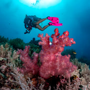 Lembeh Strait Muck Scuba Diving Trip