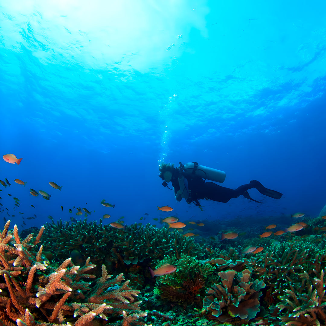 Manado Island Scuba Diving Trip