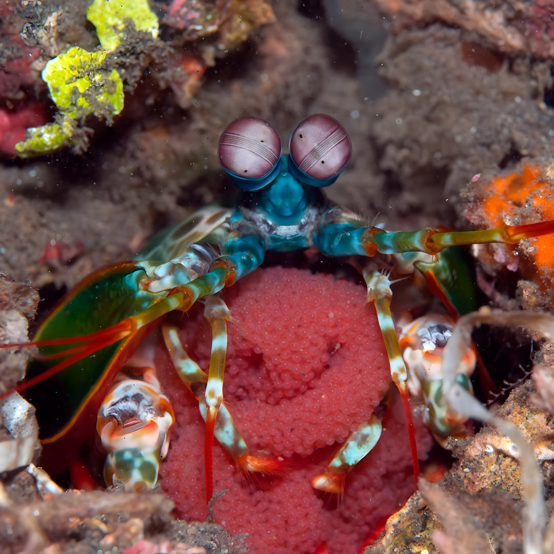 Manado Island Scuba Diving Trip
