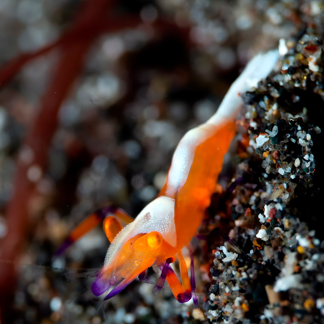 Manado Island Scuba Diving Trip