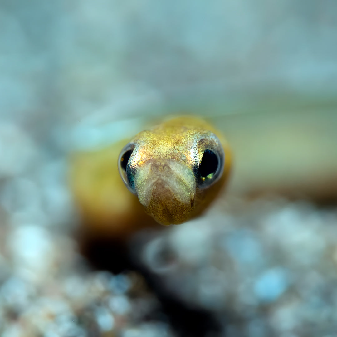 Manado Island Scuba Diving Trip