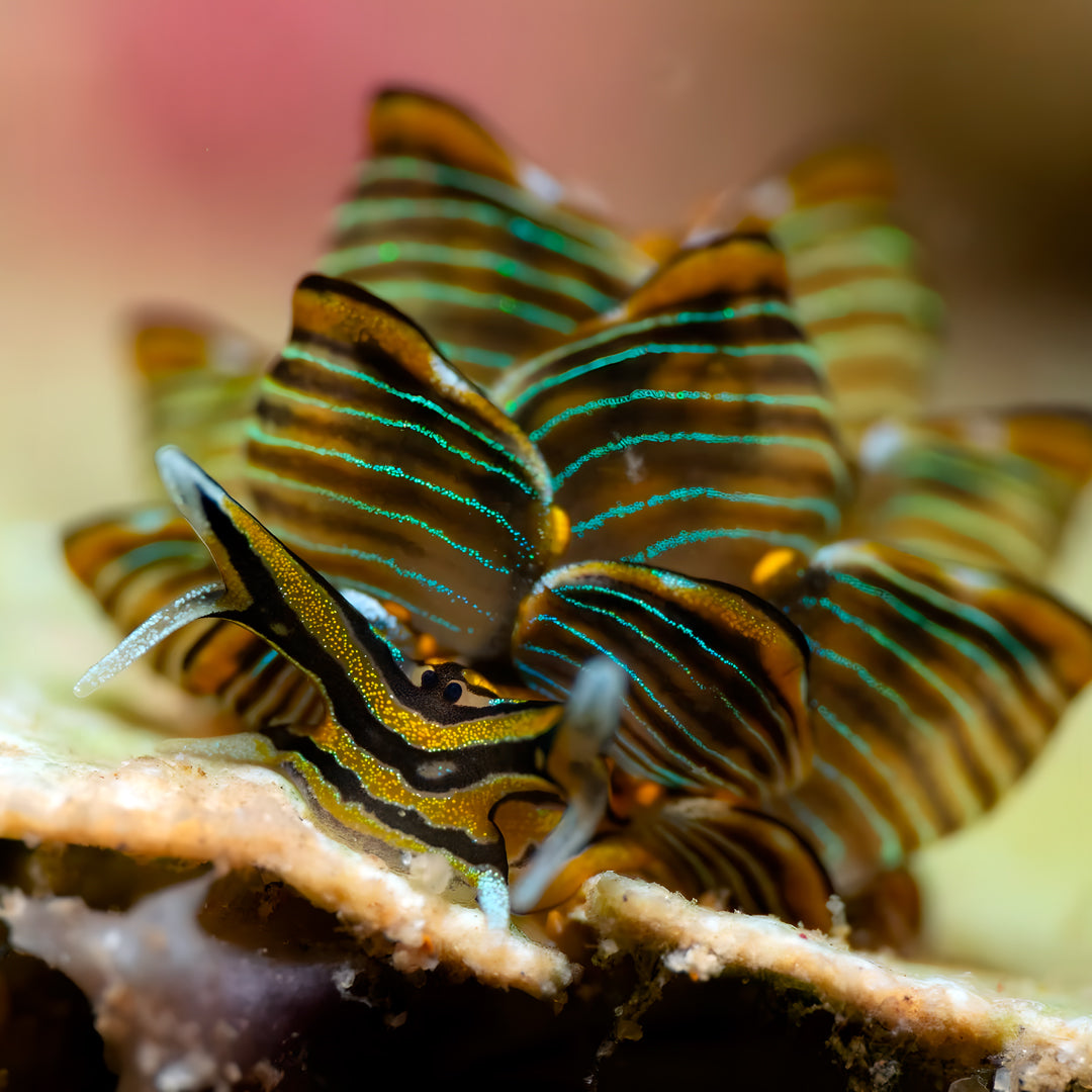 Manado Island Scuba Diving Trip