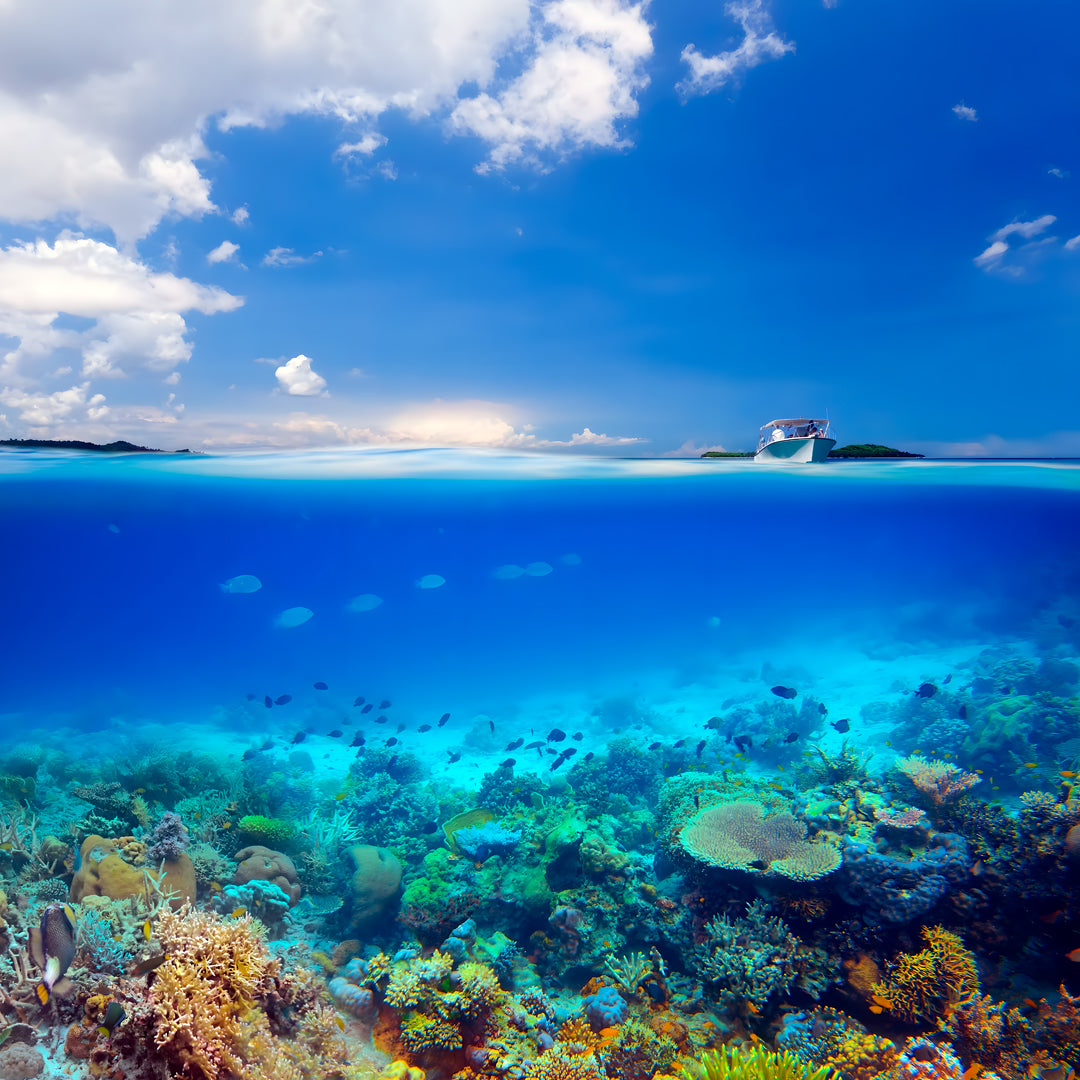 Manado Island Scuba Diving Trip
