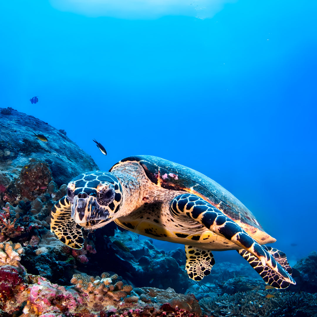Manado Island Scuba Diving Trip