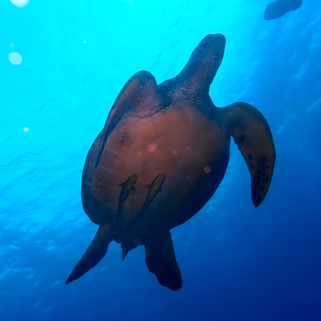 Manado Island Scuba Diving Trip