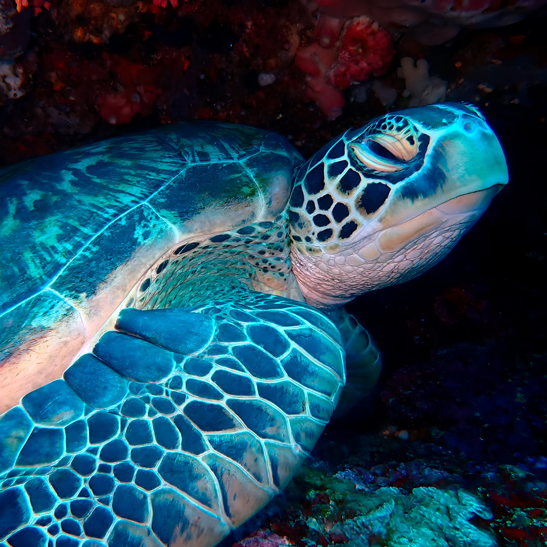 Manado Island Scuba Diving Trip
