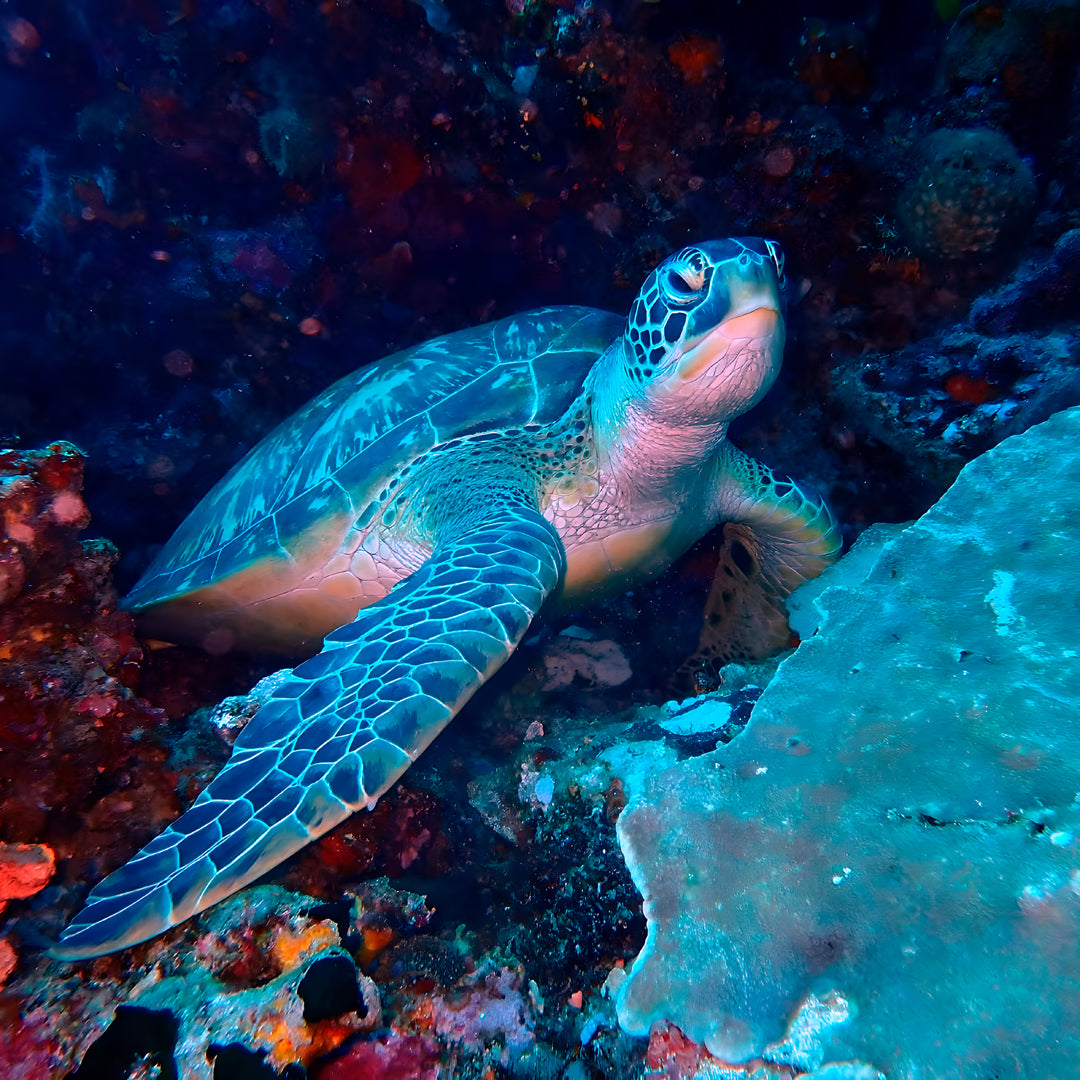 Lembeh Strait Muck Scuba Diving Trip