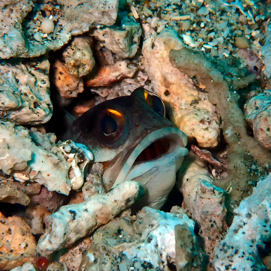 Manado Island Scuba Diving Trip