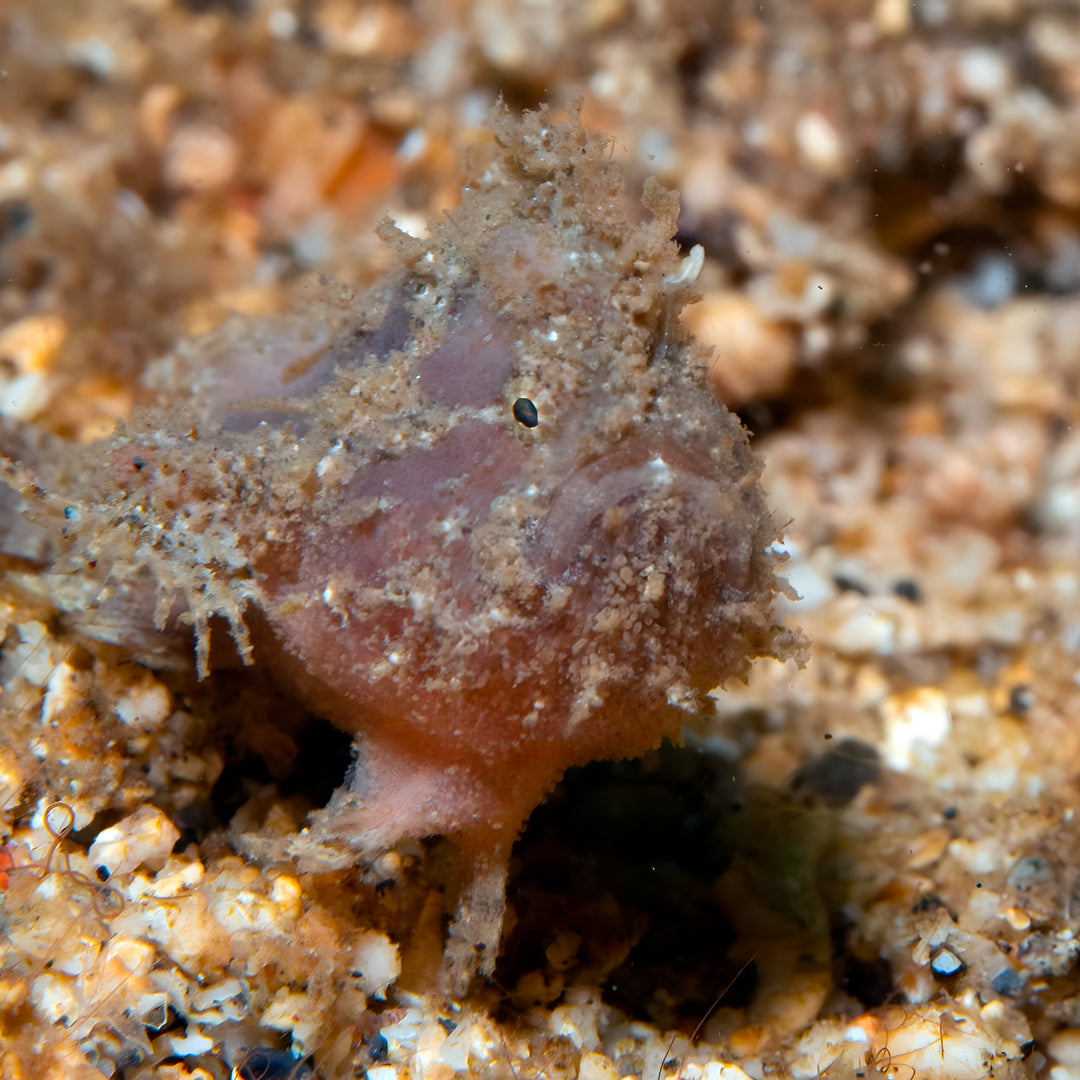 Manado Island Scuba Diving Trip