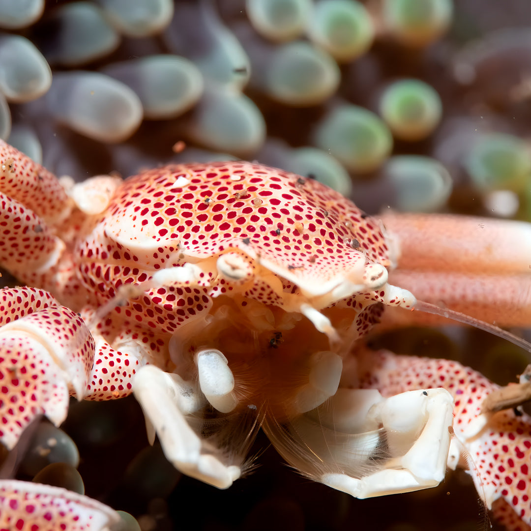 Manado Island Scuba Diving Trip