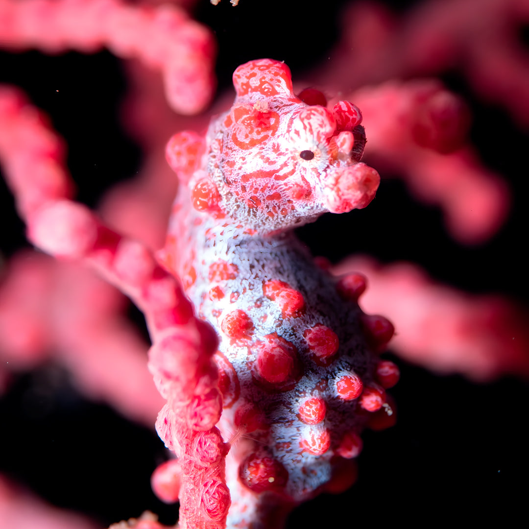 Manado Island Scuba Diving Trip