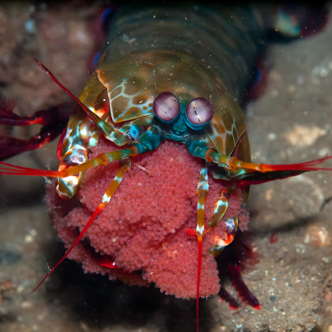 Lembeh Strait Muck Scuba Diving Trip