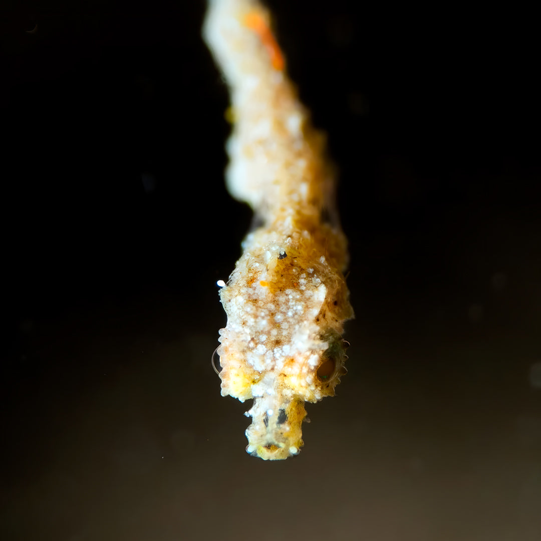 Lembeh Strait Muck Scuba Diving Trip