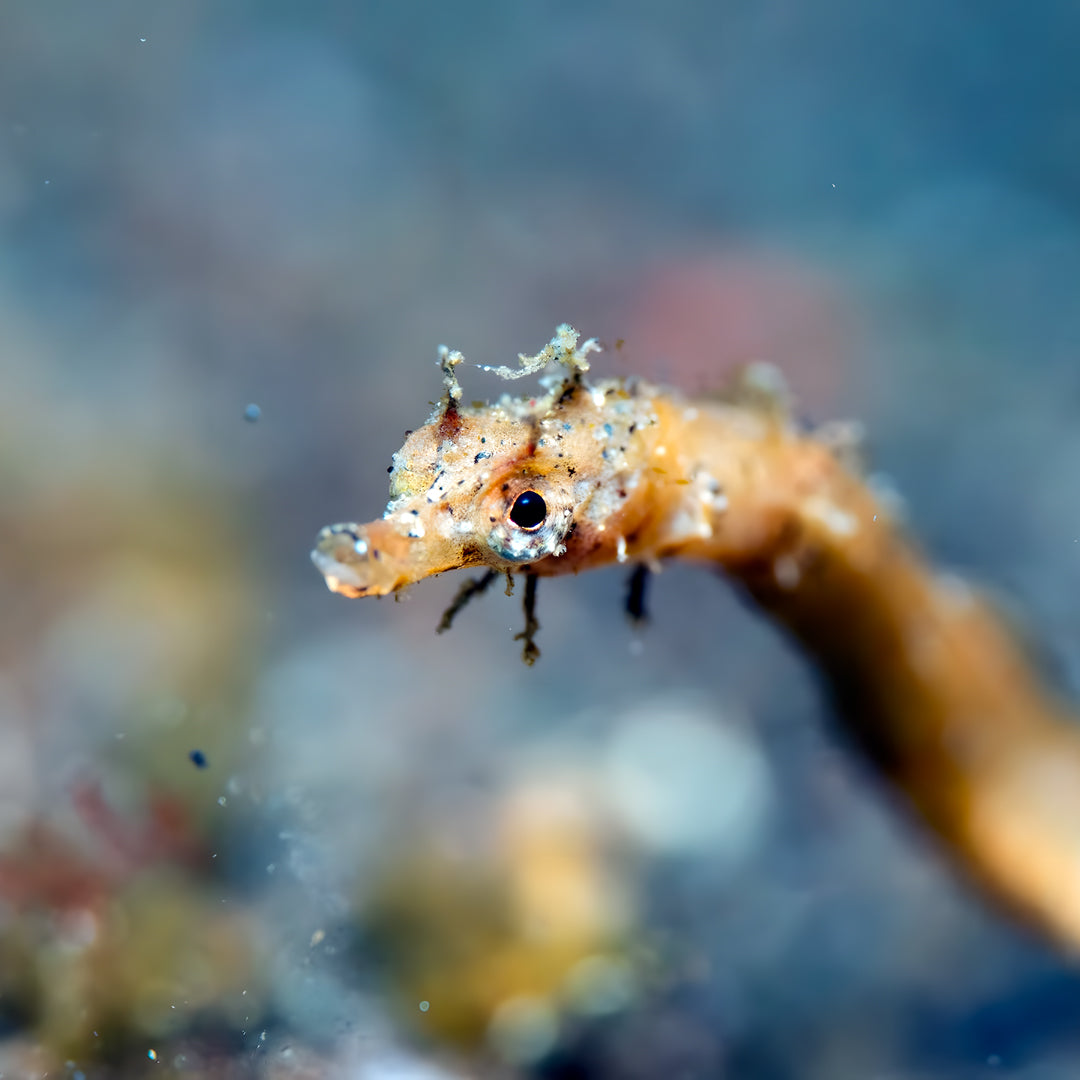 Lembeh Strait Muck Scuba Diving Trip