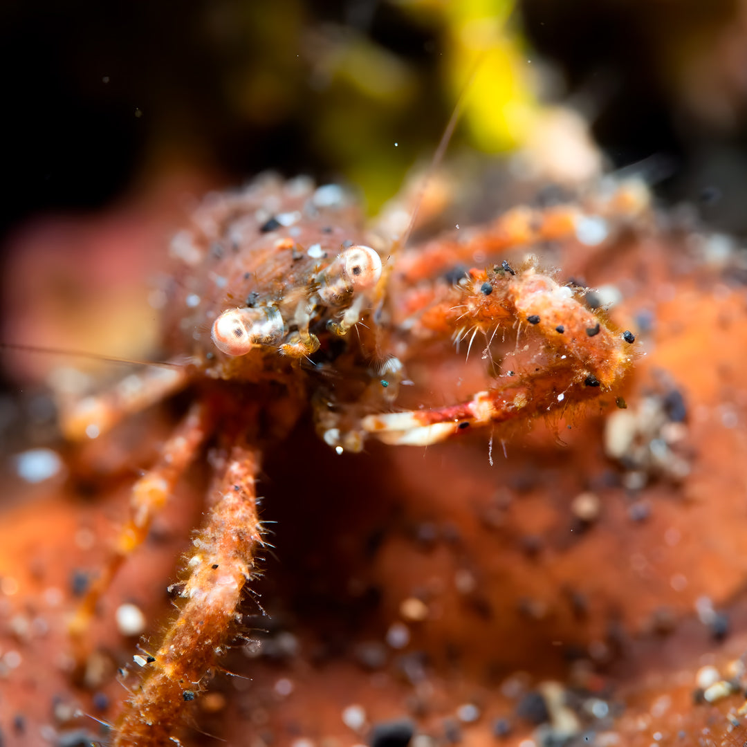 Lembeh Strait Muck Scuba Diving Trip