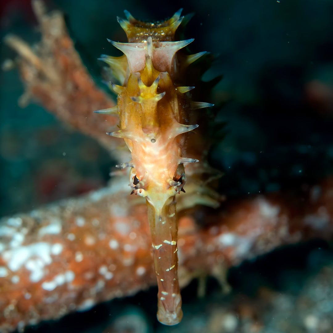 Lembeh Strait Muck Scuba Diving Trip