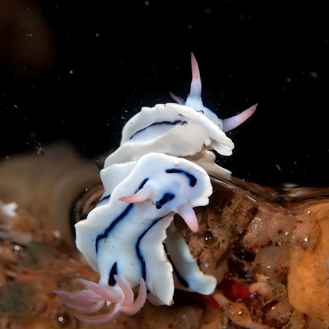 Lembeh Strait Muck Scuba Diving Trip