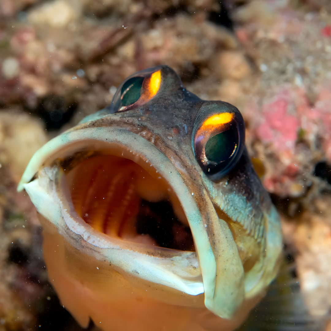 Lembeh Strait Muck Scuba Diving Trip