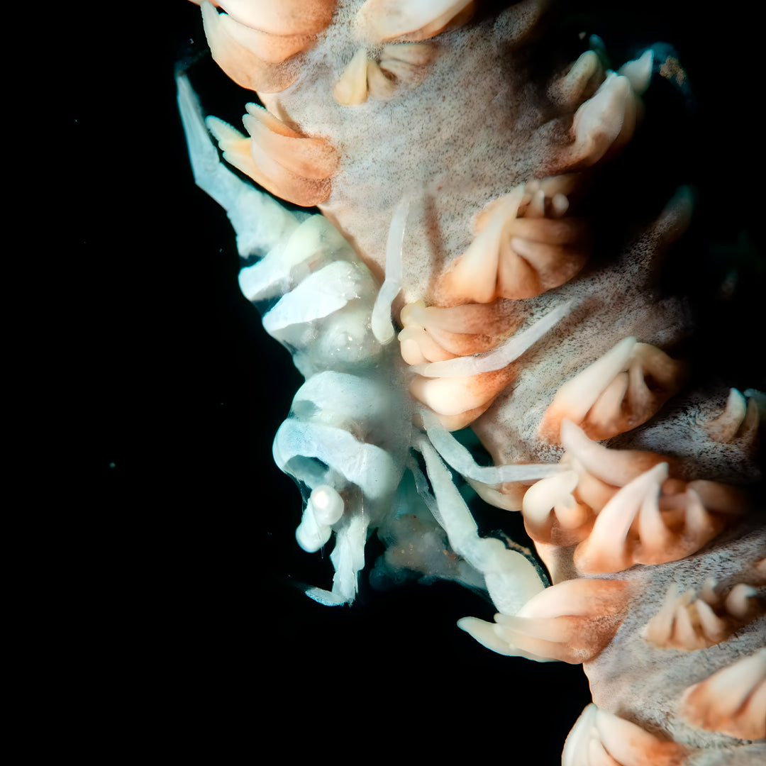 Lembeh Strait Muck Scuba Diving Trip