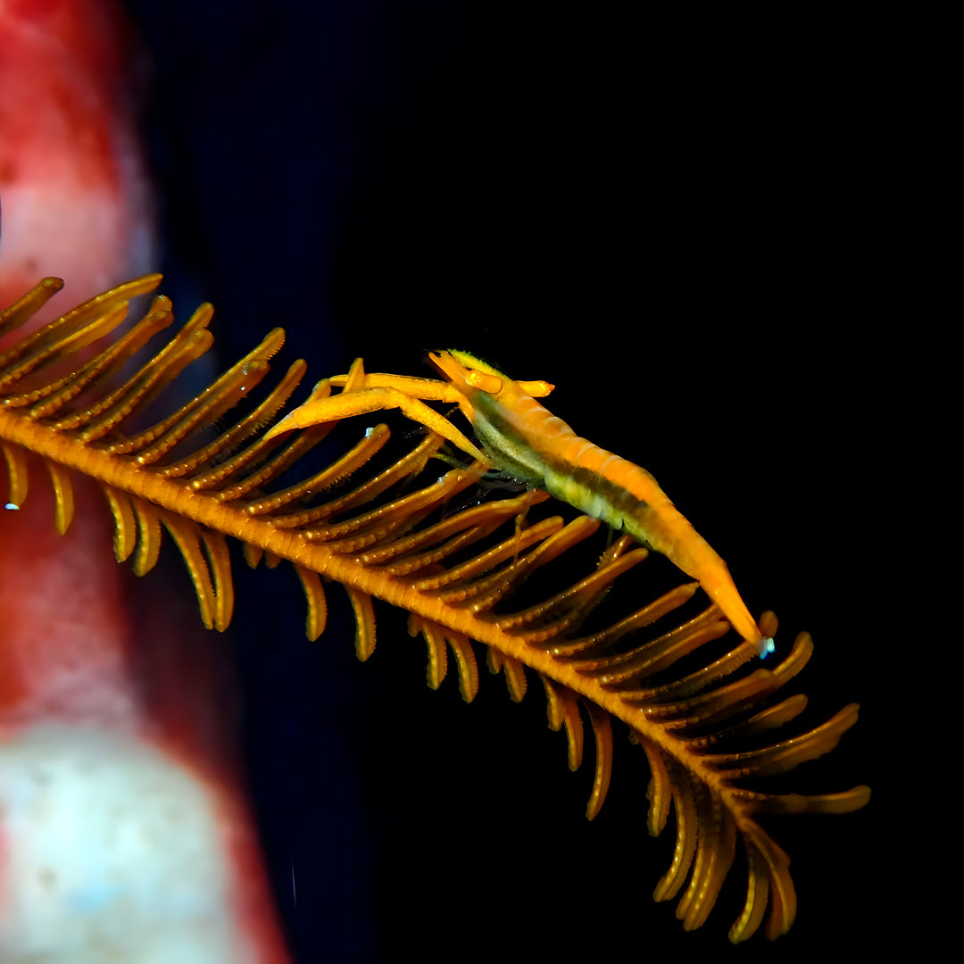 Lembeh Strait Muck Scuba Diving Trip