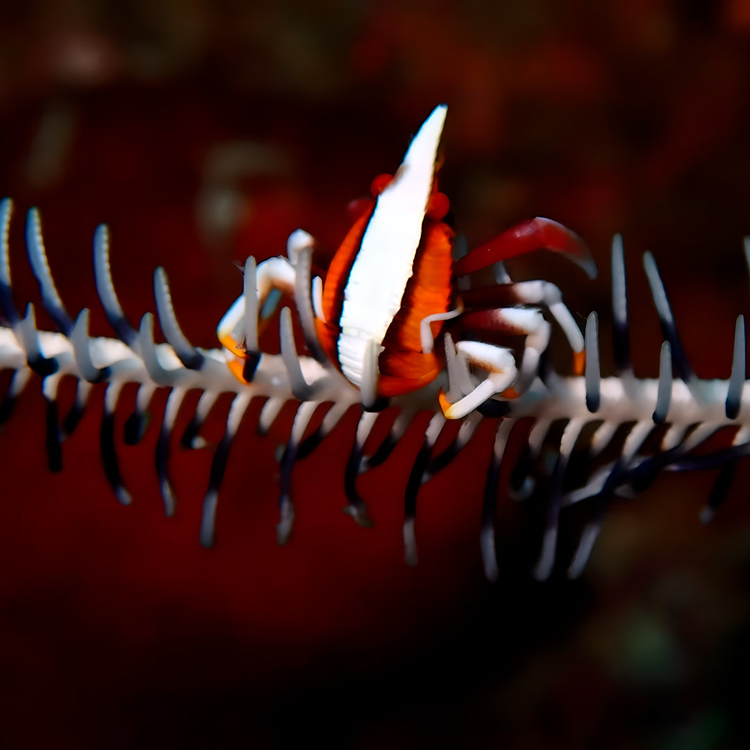 Lembeh Strait Muck Scuba Diving Trip