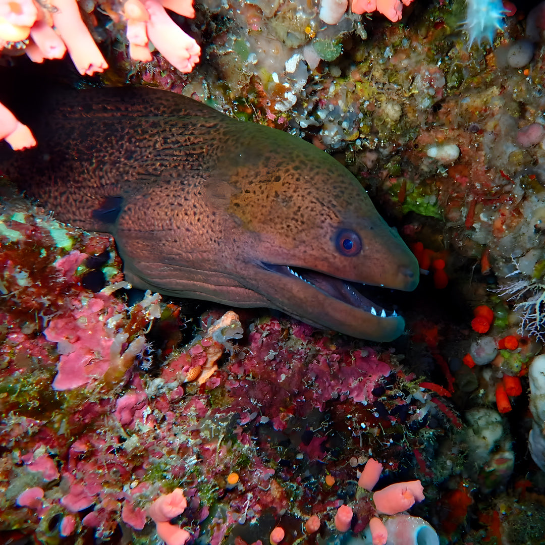 Lembeh Strait Muck Scuba Diving Trip
