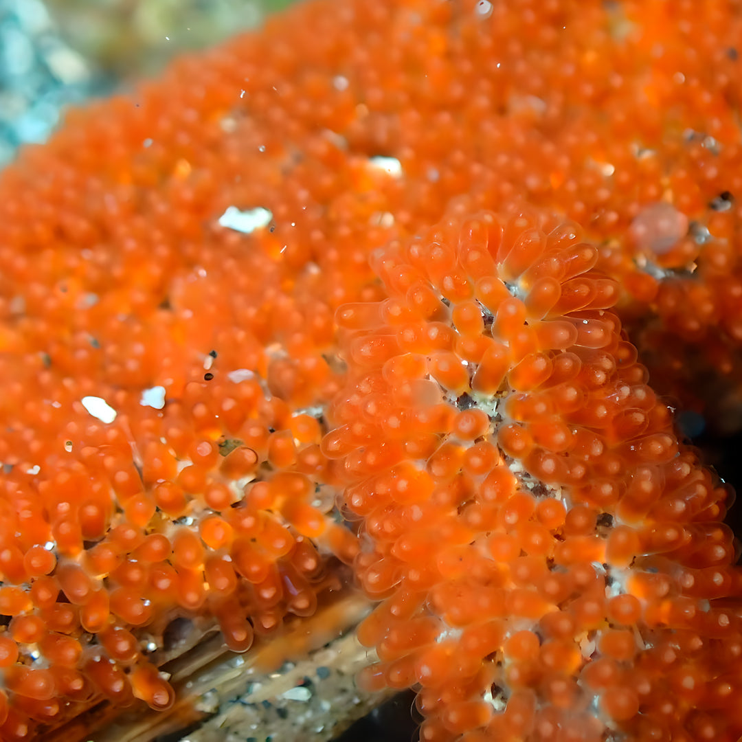 Lembeh Strait Muck Scuba Diving Trip