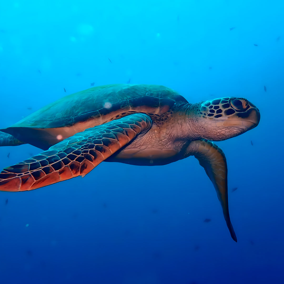 Manado Island Scuba Diving Trip