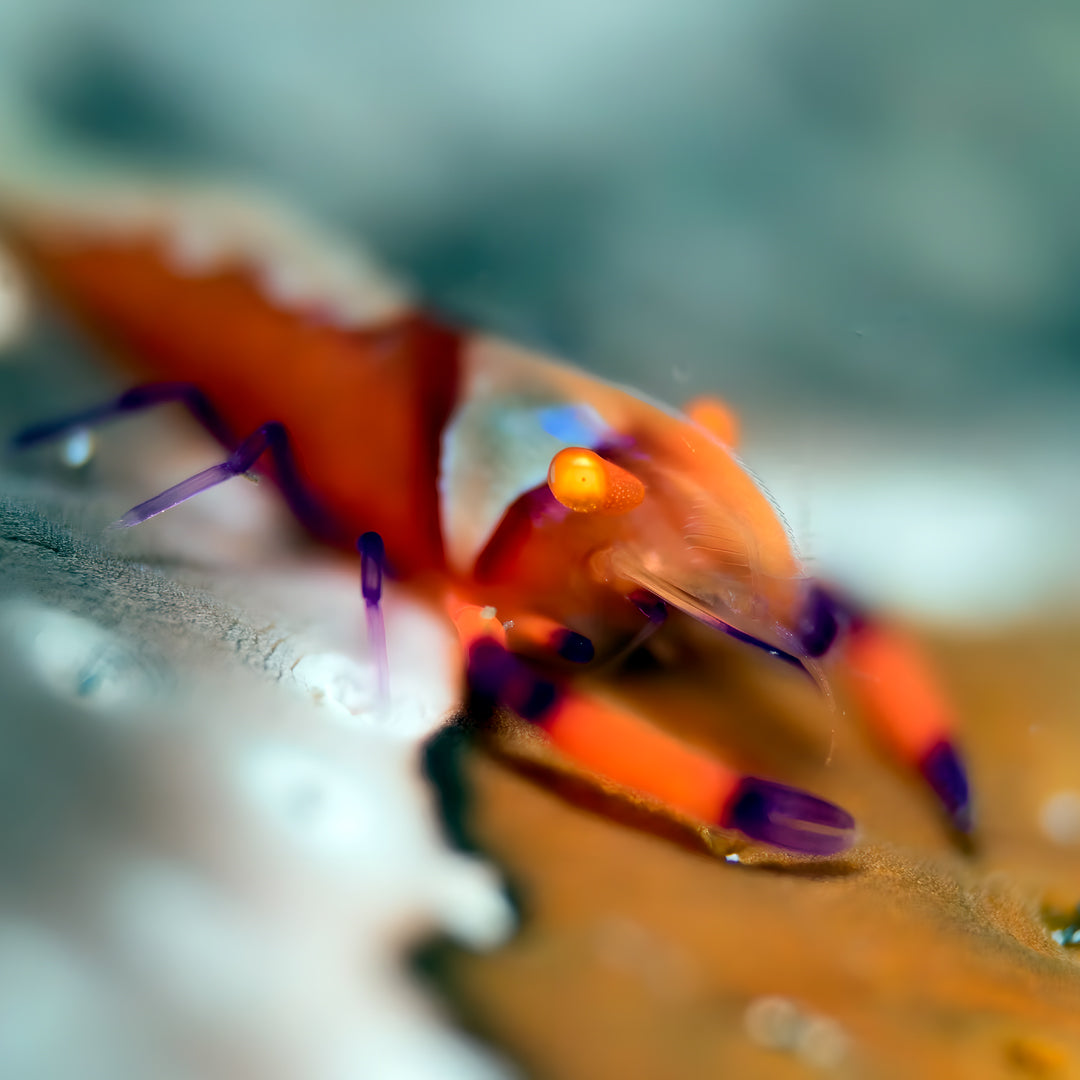 Lembeh Strait Muck Scuba Diving Trip