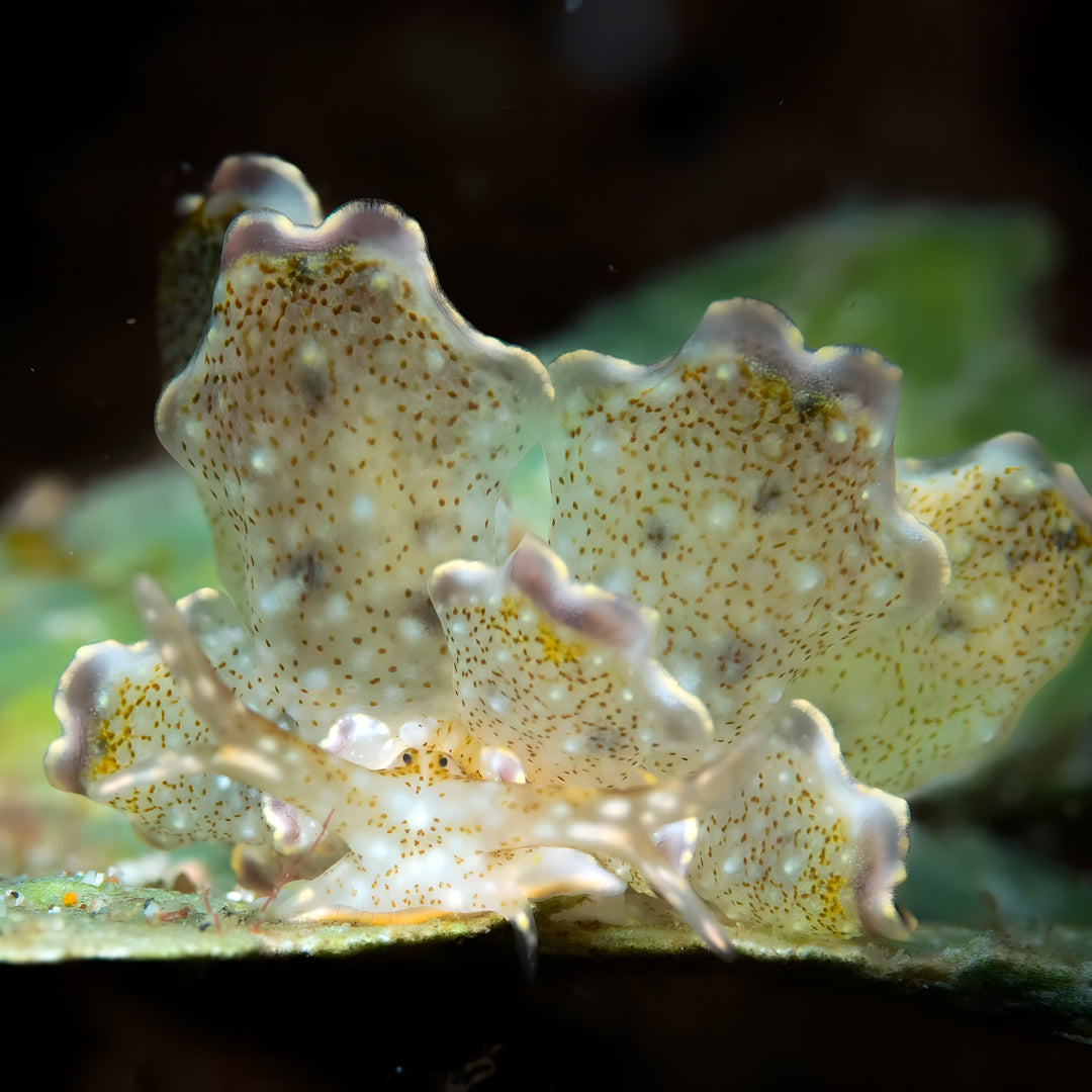Lembeh Strait Muck Scuba Diving Trip