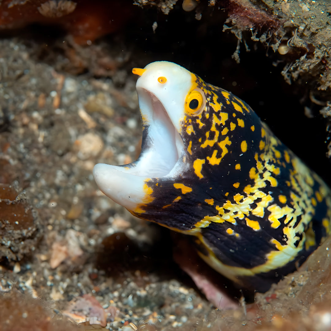 Manado Island Scuba Diving Trip
