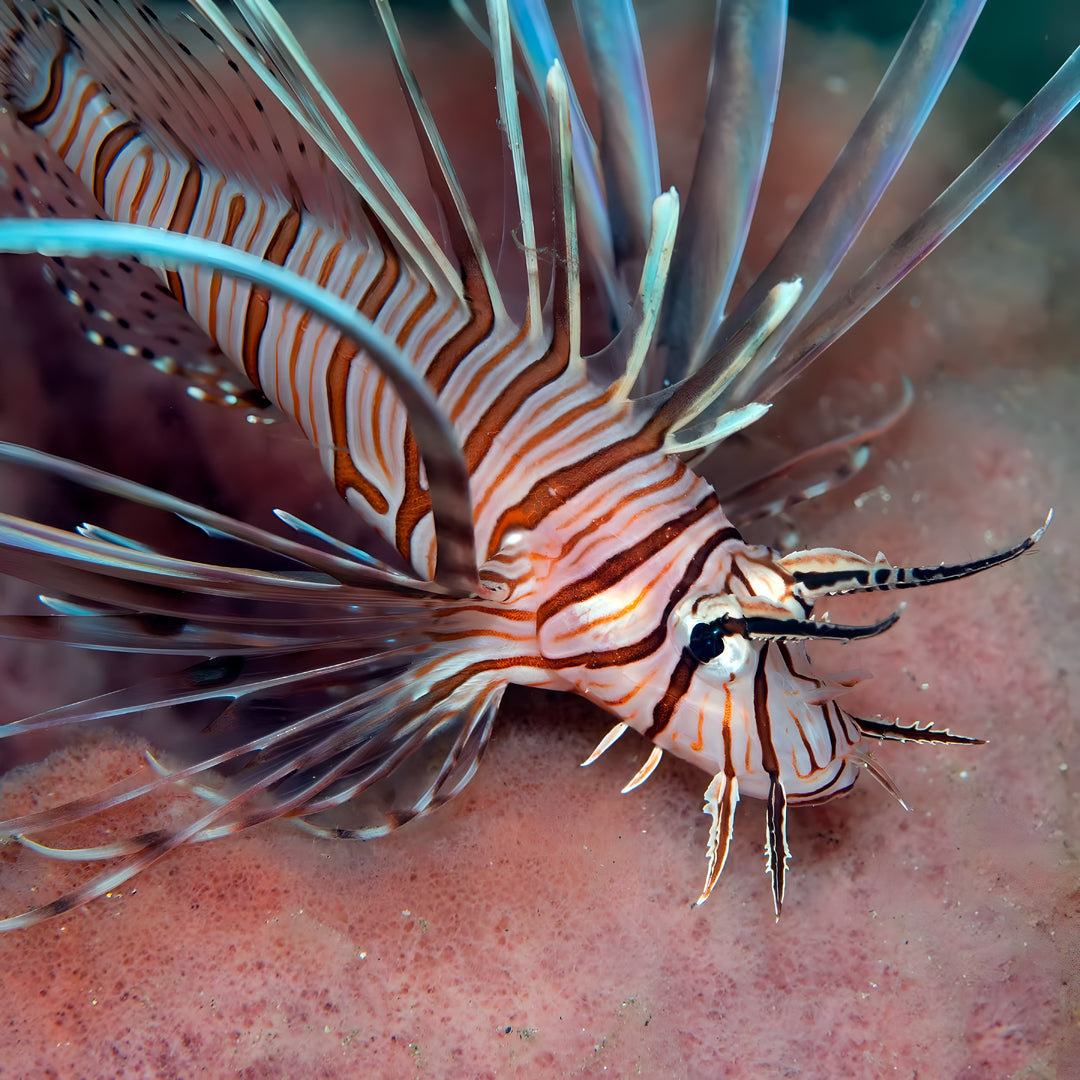 Manado Island Scuba Diving Trip
