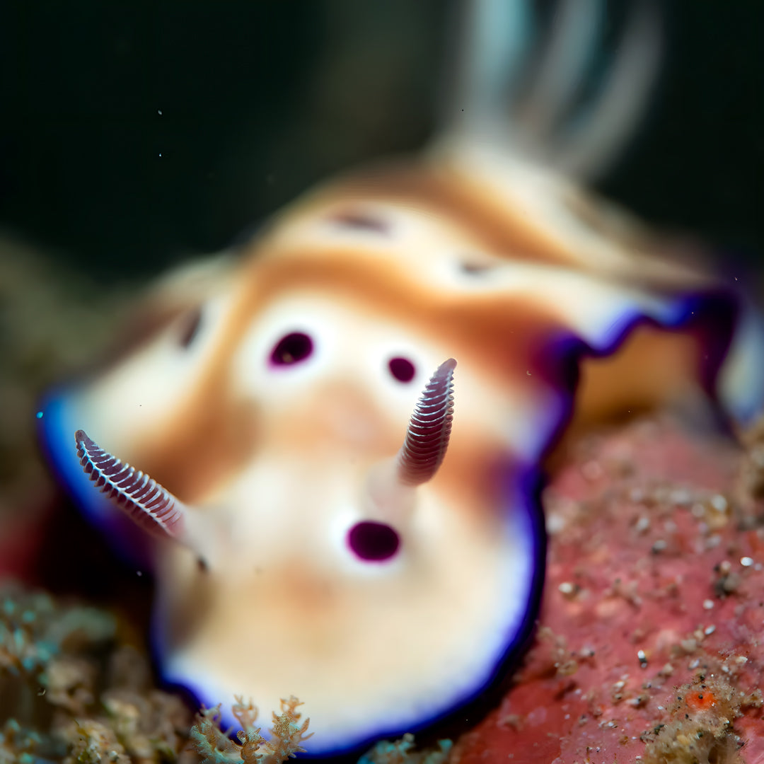 Manado Island Scuba Diving Trip