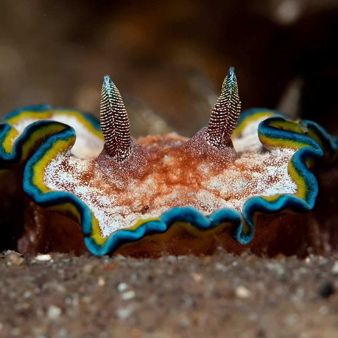 Manado Island Scuba Diving Trip