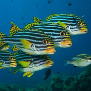 Anilao - Tubbataha Scuba Diving Liveaboard