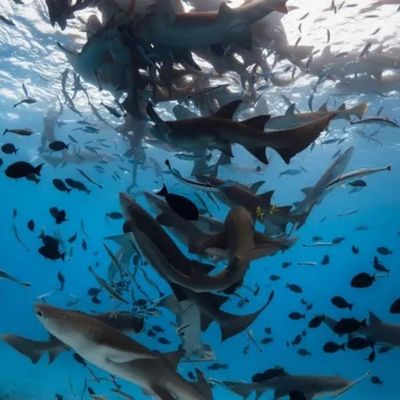 Best of Central Maldives Scuba Diving Liveaboard