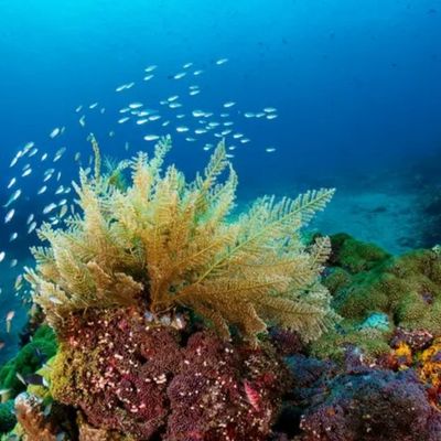 Best of Central Maldives Scuba Diving Liveaboard