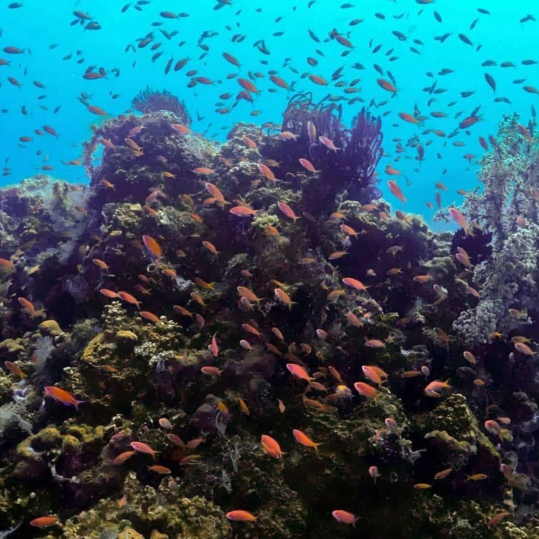 Advanced Open Water Diver Course in Bali Amed Dive Explorer