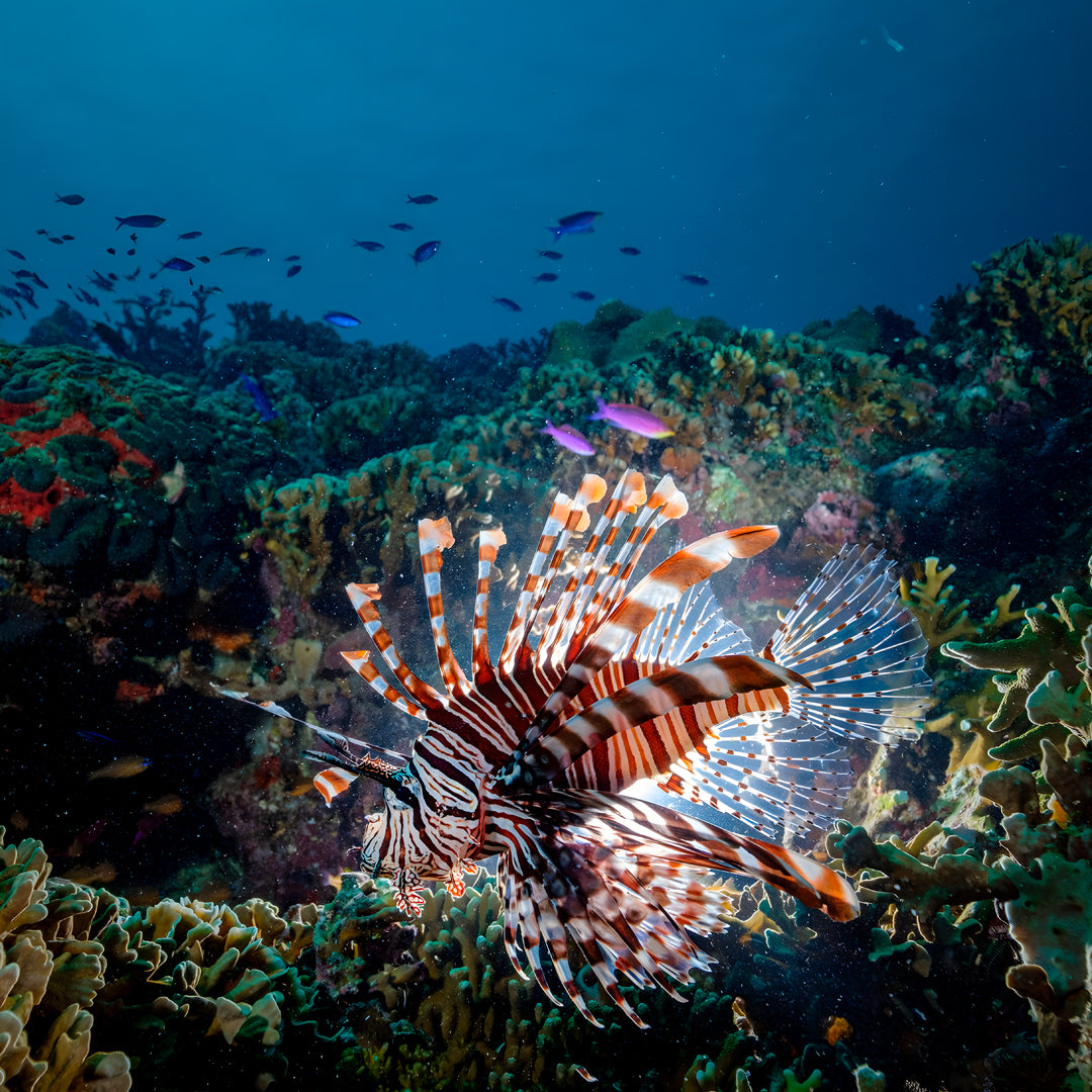 Moalboal Sardine Run Fun Dive