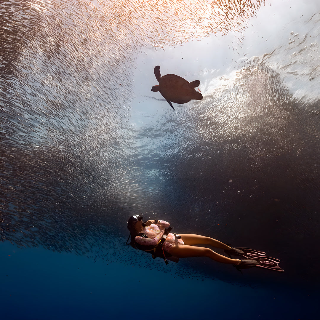Moalboal Sardine Run Fun Dive