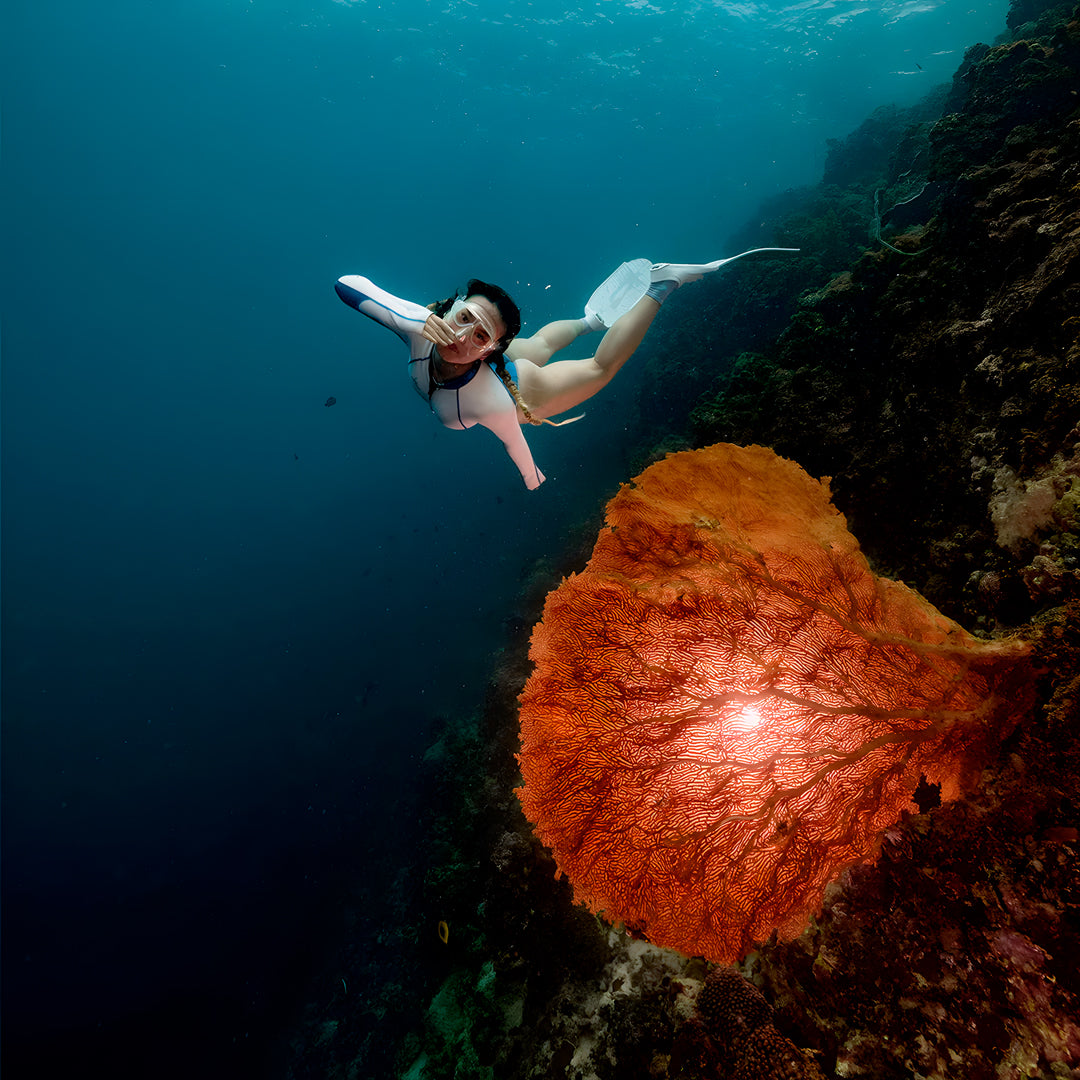 Moalboal Sardine Run Fun Dive