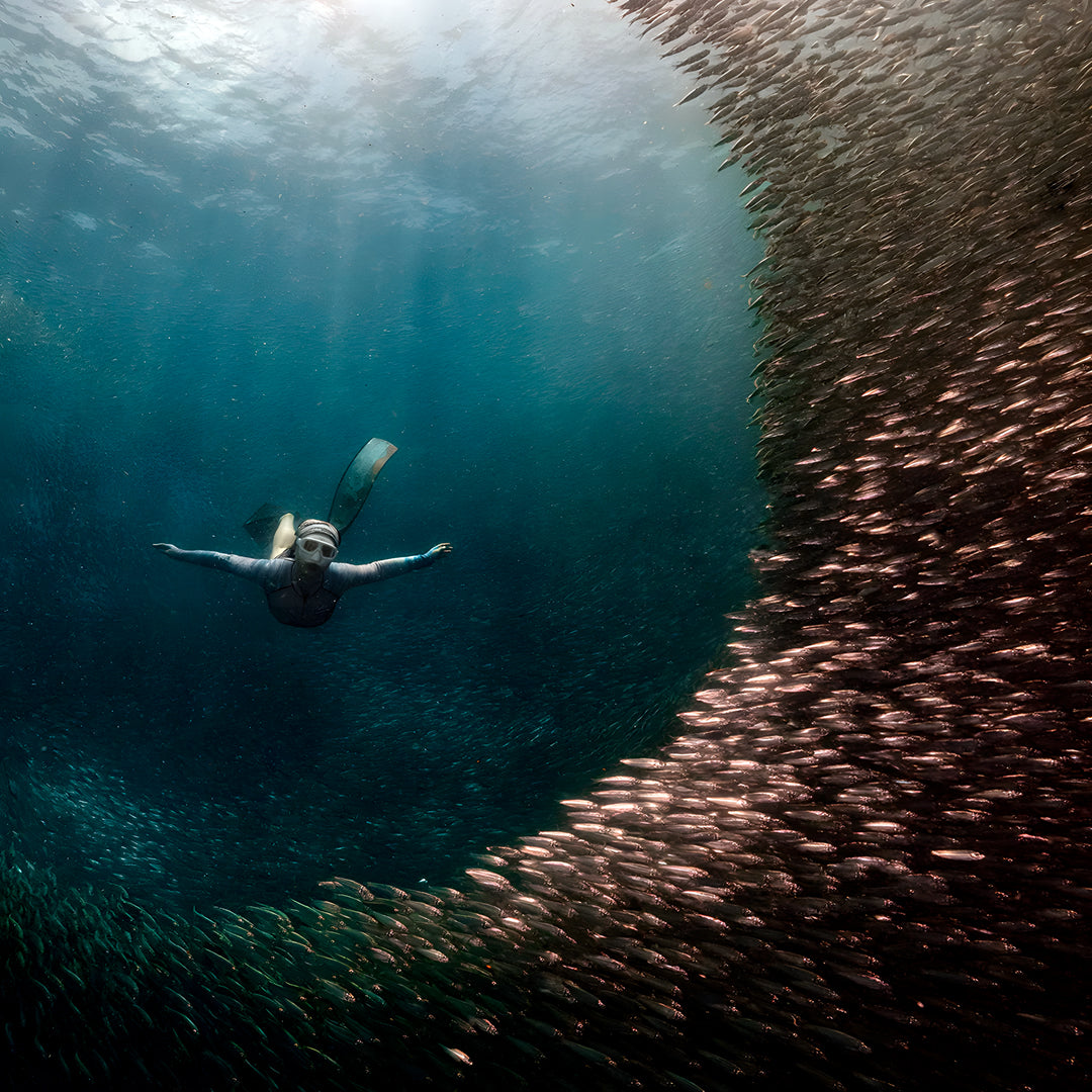 Moalboal Sardine Run Fun Dive