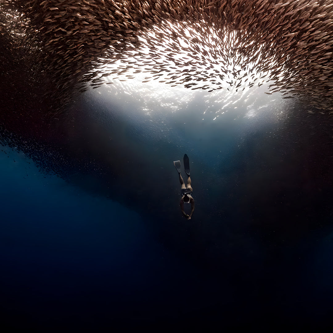 Moalboal Sardine Run Fun Dive